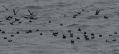 Storm-petrels